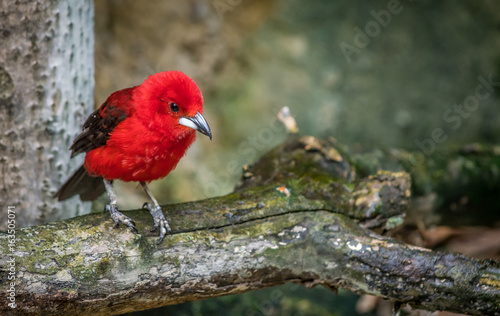 Quadro em tela red bird