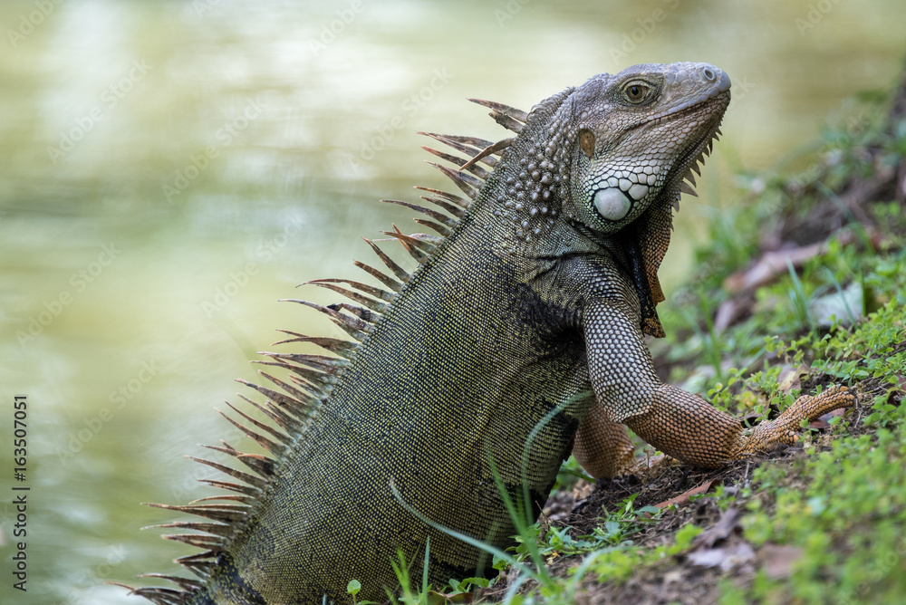 Fototapeta premium Im ready for my closeup! A Puerto Rican Iguana basks in the warm tropical sun next to a slow moving river