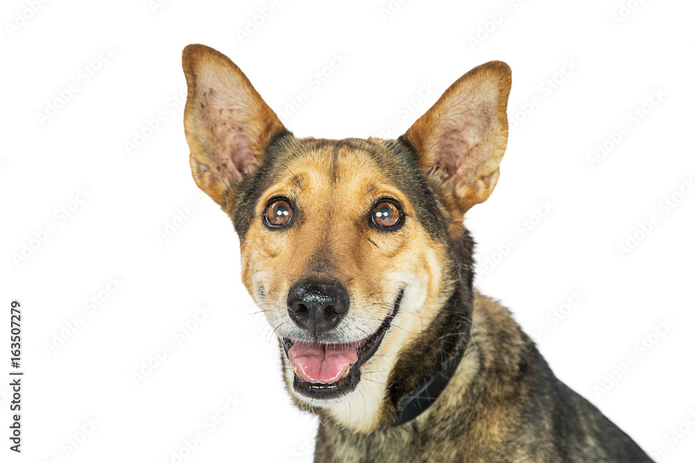 Happy Dog Smiling Isolated Closeup Happy Dog Smiling Isolated Closeup