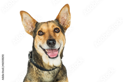 Happy Shepherd Mix Dog Closeup on White