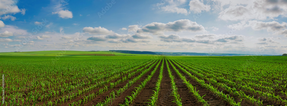 Naklejka premium linie młodych pędów kukurydzy na dużym polu