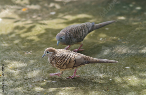Zebra dove on street in park