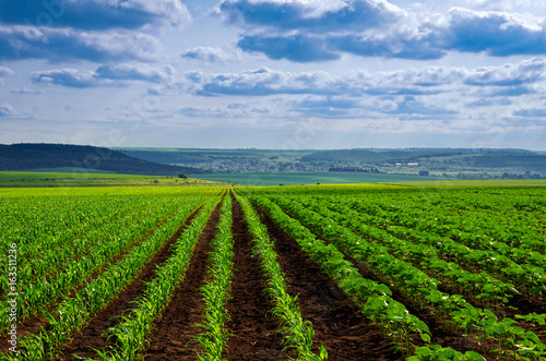 corn shoots on field with blue sky