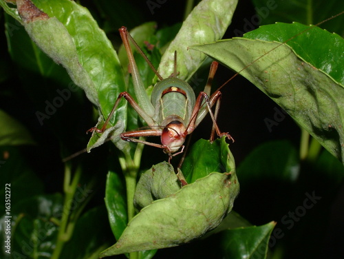 Locust on leaf photo