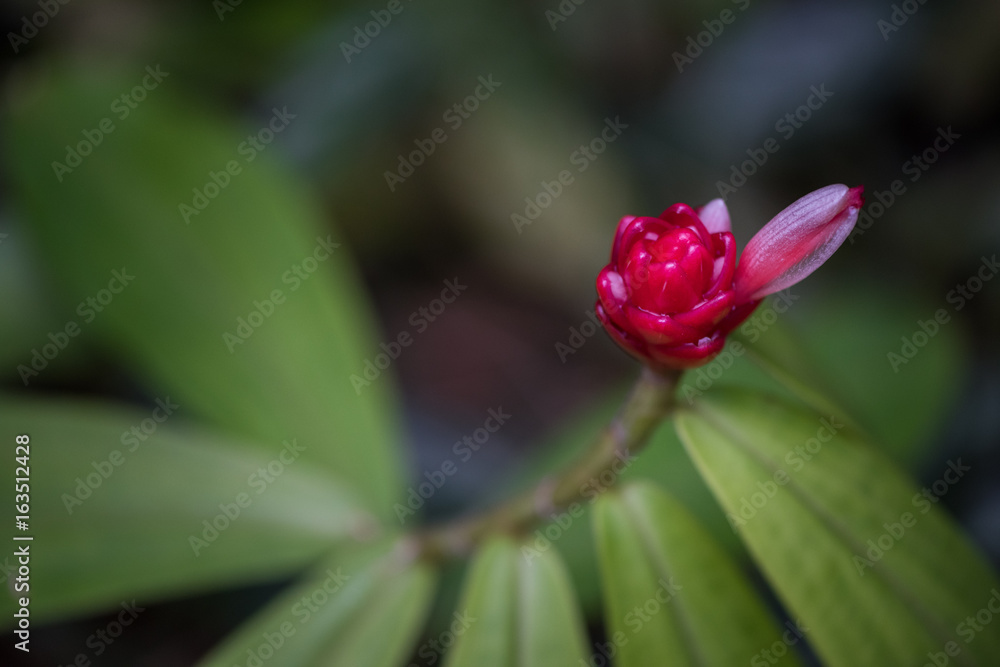 Obraz premium Red flower blossom with spiral pattern