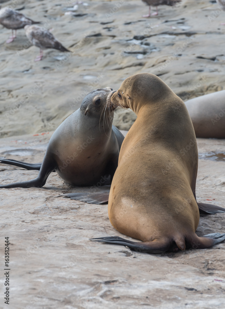 Fototapeta premium Two Sea Lions Greet Each Other