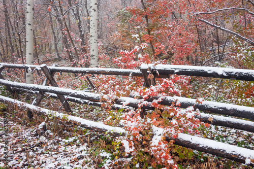 Forest with autumn colored trees photo