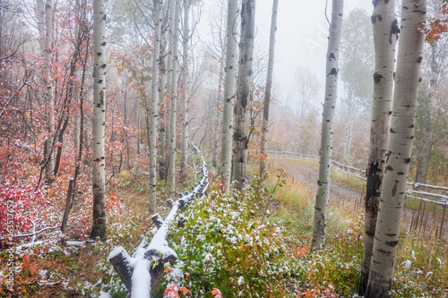 Forest with autumn colored trees photo