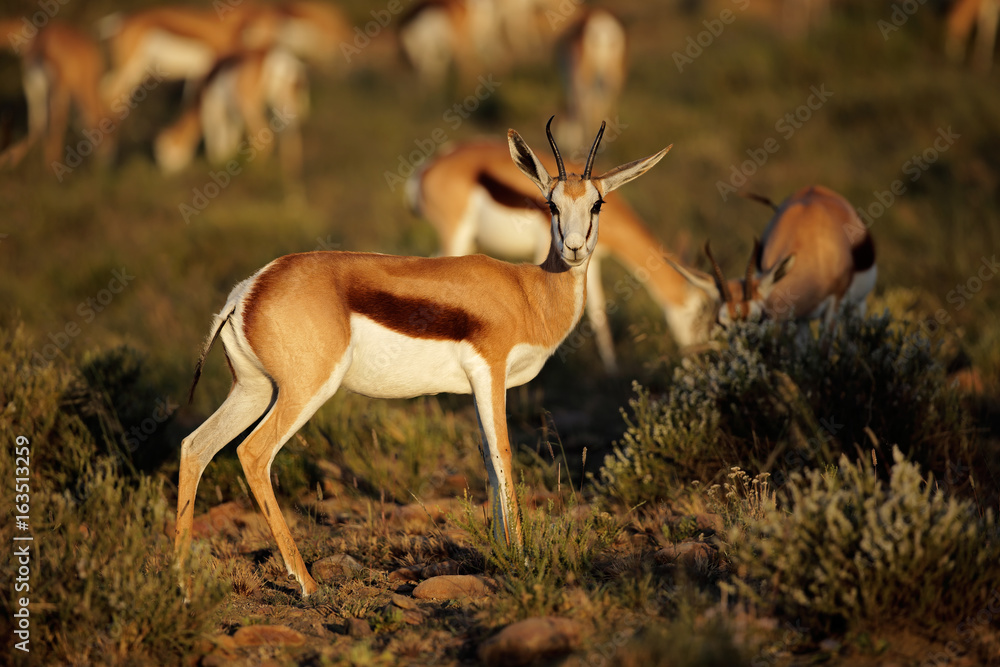 Springbok antelopes (Antidorcas marsupialis) in natural habitat, South Africa. Springbok antelopes (Antidorcas marsupialis) in natural habitat, South Africa.
