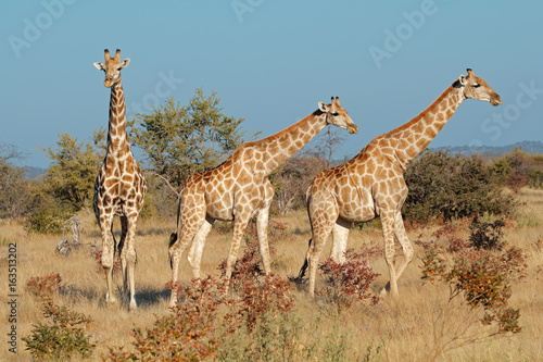 Giraffes  Giraffa camelopardalis  in natural habitat  Etosha National Park  Namibia.