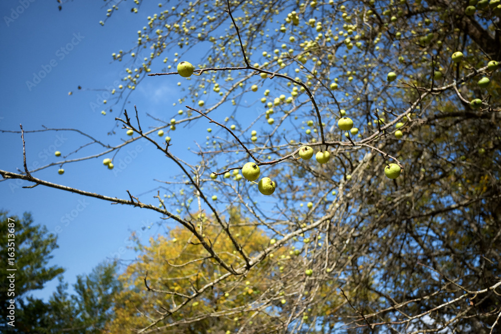 Fototapeta premium Crabapple or Wild apple In Nebrodi Park, Sicily