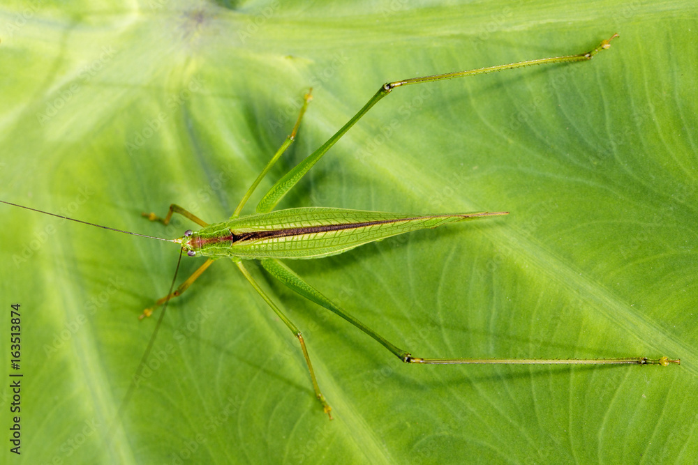 Image of grasshopper (Small Green Leaf Katydid.,Orthelimaea leeuwenii) on green leaves. Insect Animal Image of grasshopper (Small Green Leaf Katydid.,Orthelimaea leeuwenii) on green leaves. Insect Animal