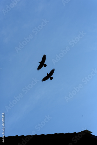 Two Black Crows Flying