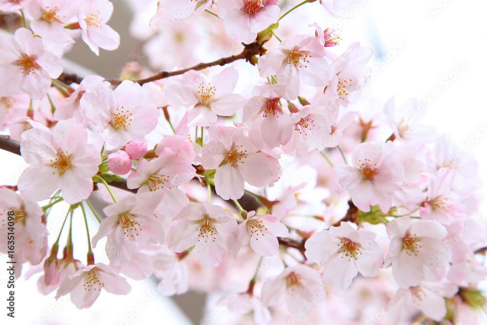 Beautiful cherry blossoms in spring time