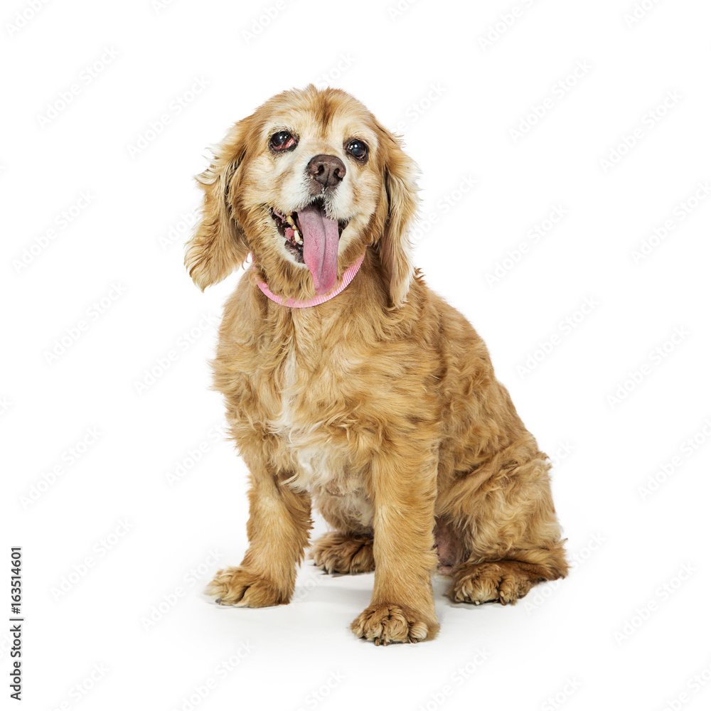 Tired Old Cocker Spaniel Dog on White