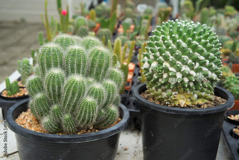 Small cactus Small cactus