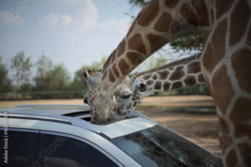 Canvas Print Giraffe in Zoo Safari