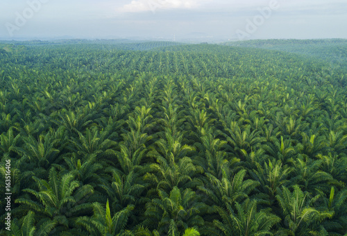 Obraz na plátně Arial view of palm plantation at east asia