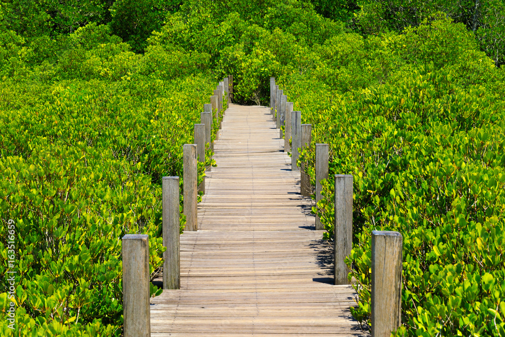 Wooden walkway bridge through mangrove forrest