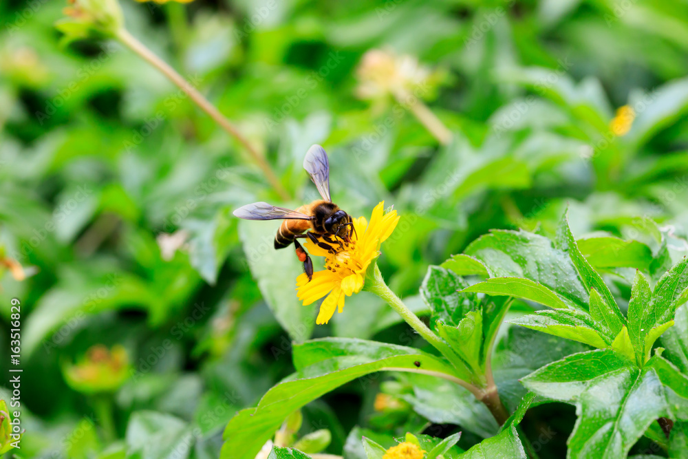 A beautiful bee on yellow flower with Nature background A beautiful bee on yellow flower with Nature background