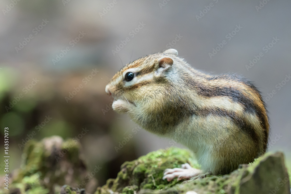 Squirrel in the primeval forest Squirrel in the primeval forest