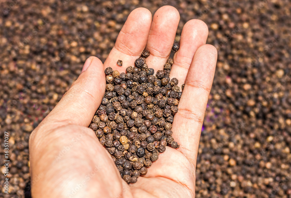Black Peppercorns on hand. Peppercorn Varieties. Milled black pepper.and Black pepper grains as background close up,texture,spice medicinal properties. Black Peppercorns on hand. Peppercorn Varieties. Milled black pepper.and Black pepper grains as background close up,texture,spice medicinal properties.