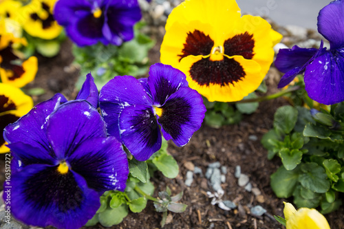 pansy