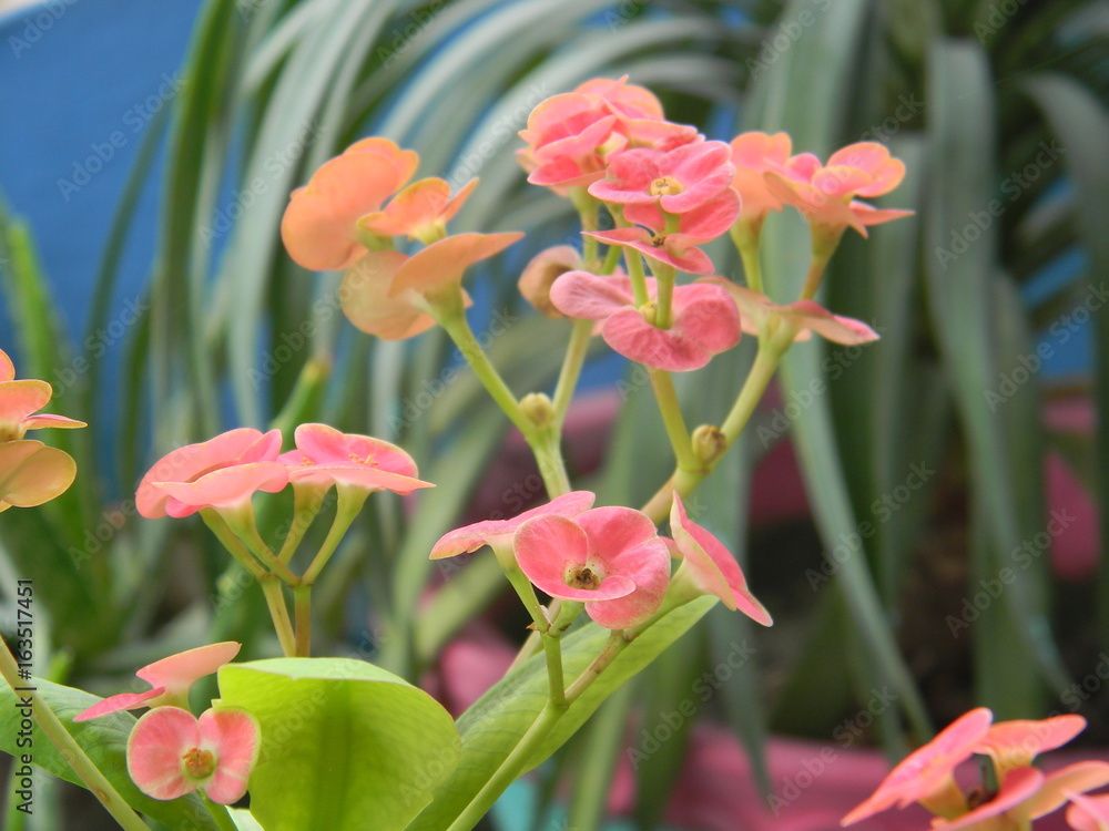 Fototapeta premium Euphorbia milii in my garden.