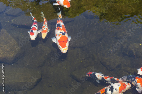 Carps in the pond photo