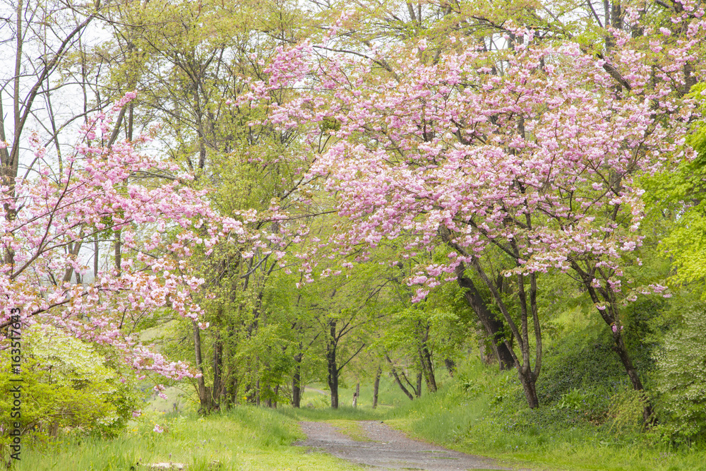 Cherry blossoms in Daio wasabi farm,Azumino Cherry blossoms in Daio wasabi farm,Azumino