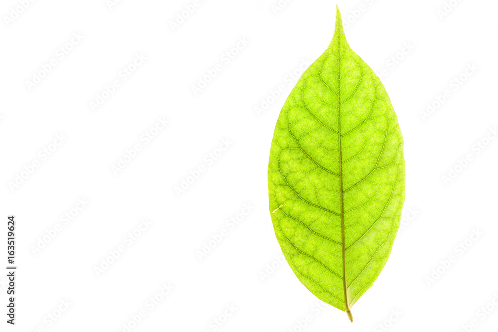 Green leaves with isolated white background for medical conceptual and text adding commercial Green leaves with isolated white background for medical conceptual and text adding commercial