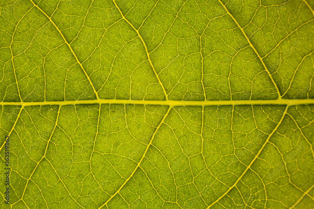 Fototapeta premium Blur green leaf texture for background indicating love for mother nature and pollution free