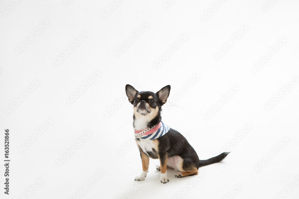 Chihuahua on the White background