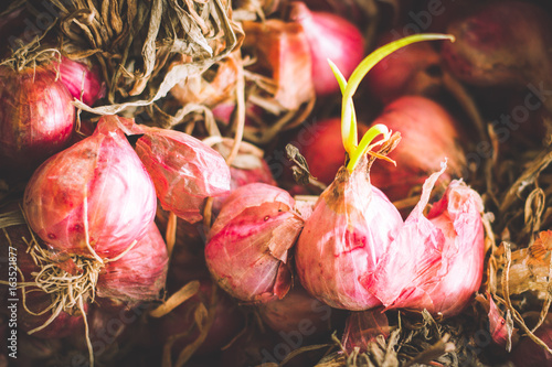 Bulbs of red onion with green leaves on fresh red onion Background on market stand,Healthy food herb