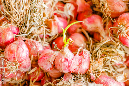 Bulbs of red onion with green leaves on fresh red onion Background on market stand,Healthy food herb