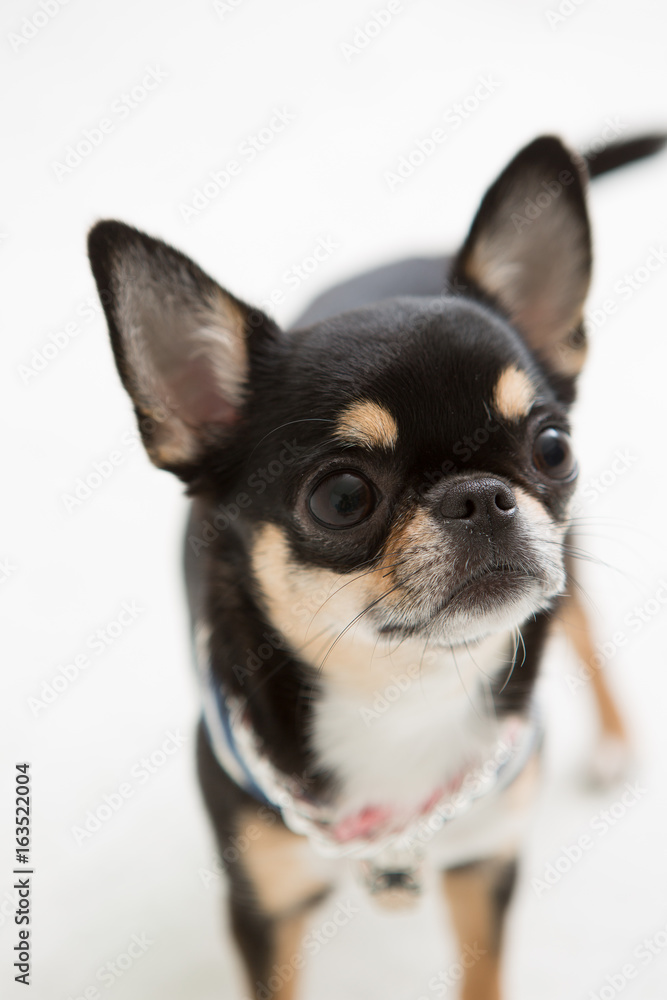 Chihuahua on the White background