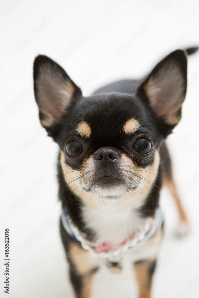 Chihuahua on the White background