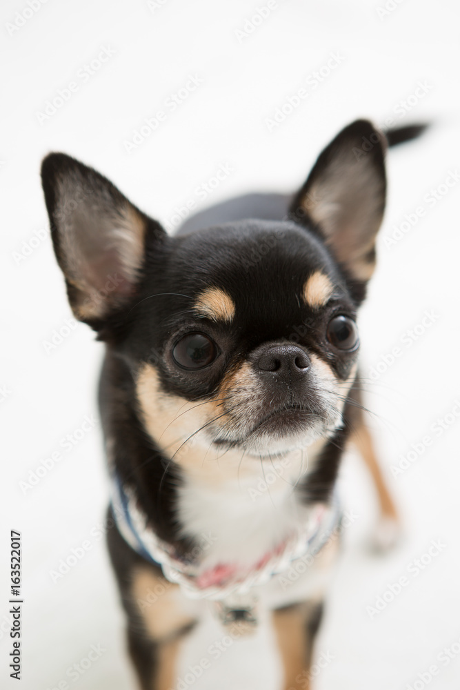 Chihuahua on the White background