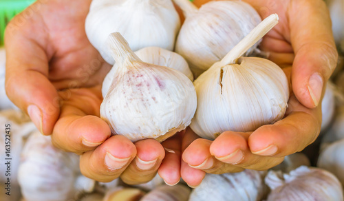 Garlic.Woman hands peeling garlic preparation for cooking in the kitchen on fresh garlic Background