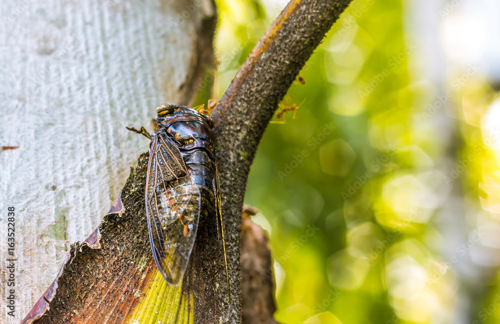 Cicada Bug. Cicada insect. Cicada stick on tree at the park of thailand Tremendous musical abilities of cicada. insect sings beautifully and prefers a warm climate Cicada Bug. Cicada insect. Cicada stick on tree at the park of thailand Tremendous musical abilities of cicada. insect sings beautifully and prefers a warm climate
