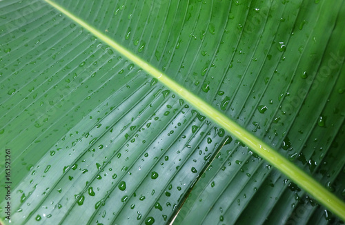 closeup green banana leaf texture background, wallpaper 