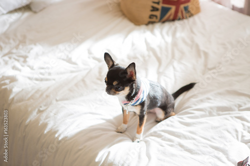Chihuahua on the bed © sangyeon