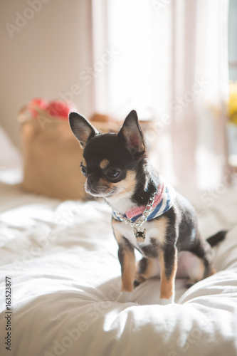 Fototapeta Naklejka Na Ścianę i Meble -  Chihuahua on the bed
