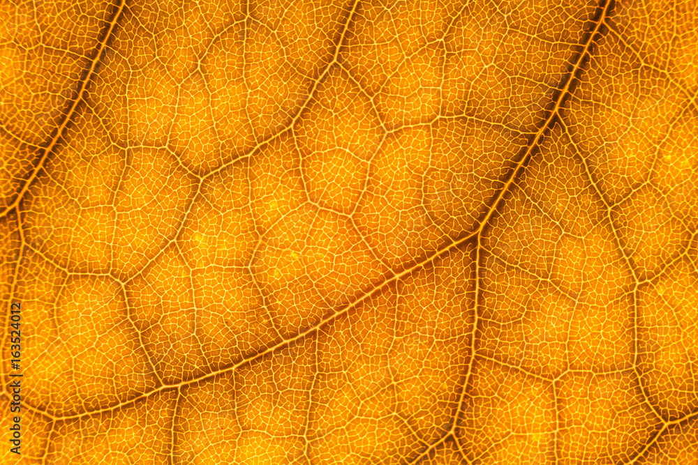 Obraz premium Blur red leaf texture for background indicating love for mother nature and autumn season