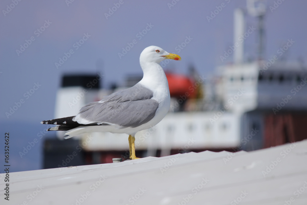 Obraz premium Seagull