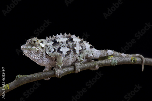 Spiny-flanked Chameleon, Trioceros laterispinis