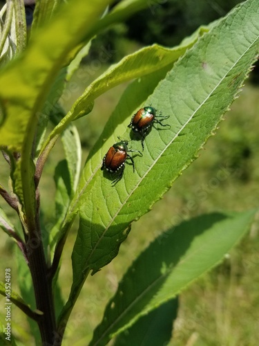 Two Japanese beetles on a leaf