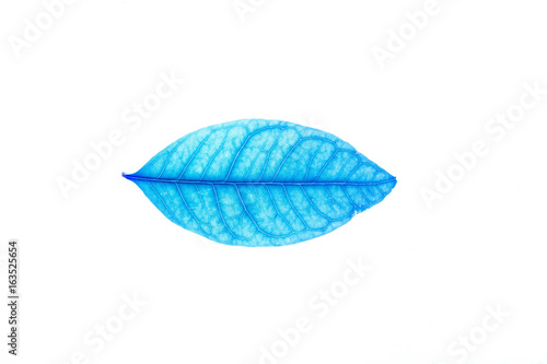 Transparent blue leaves with isolated white background indicating new futuristic technology for text adding commercial