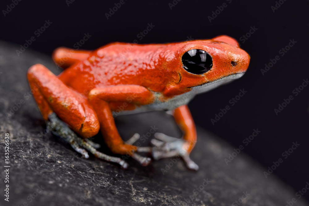 Fototapeta premium Strawberry dart frog, Oophaga pumilio