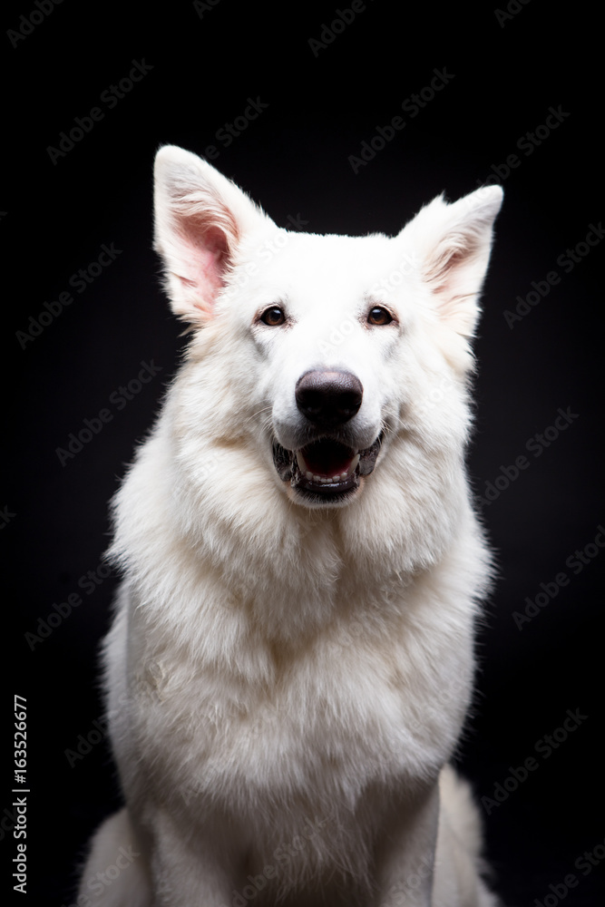 Obraz premium White Shepherd on the black background
